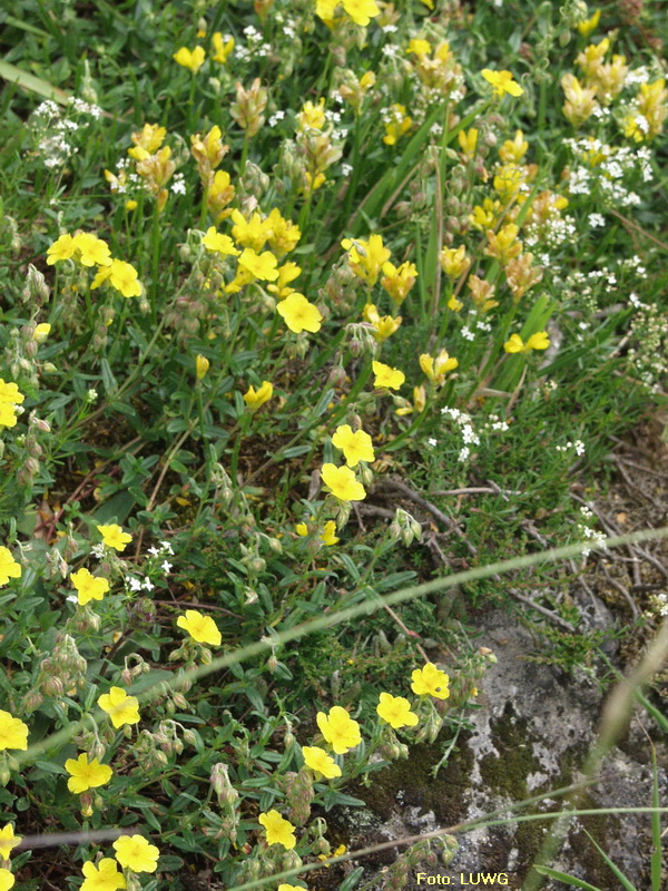 Gewöhnliches Sonnenröschen